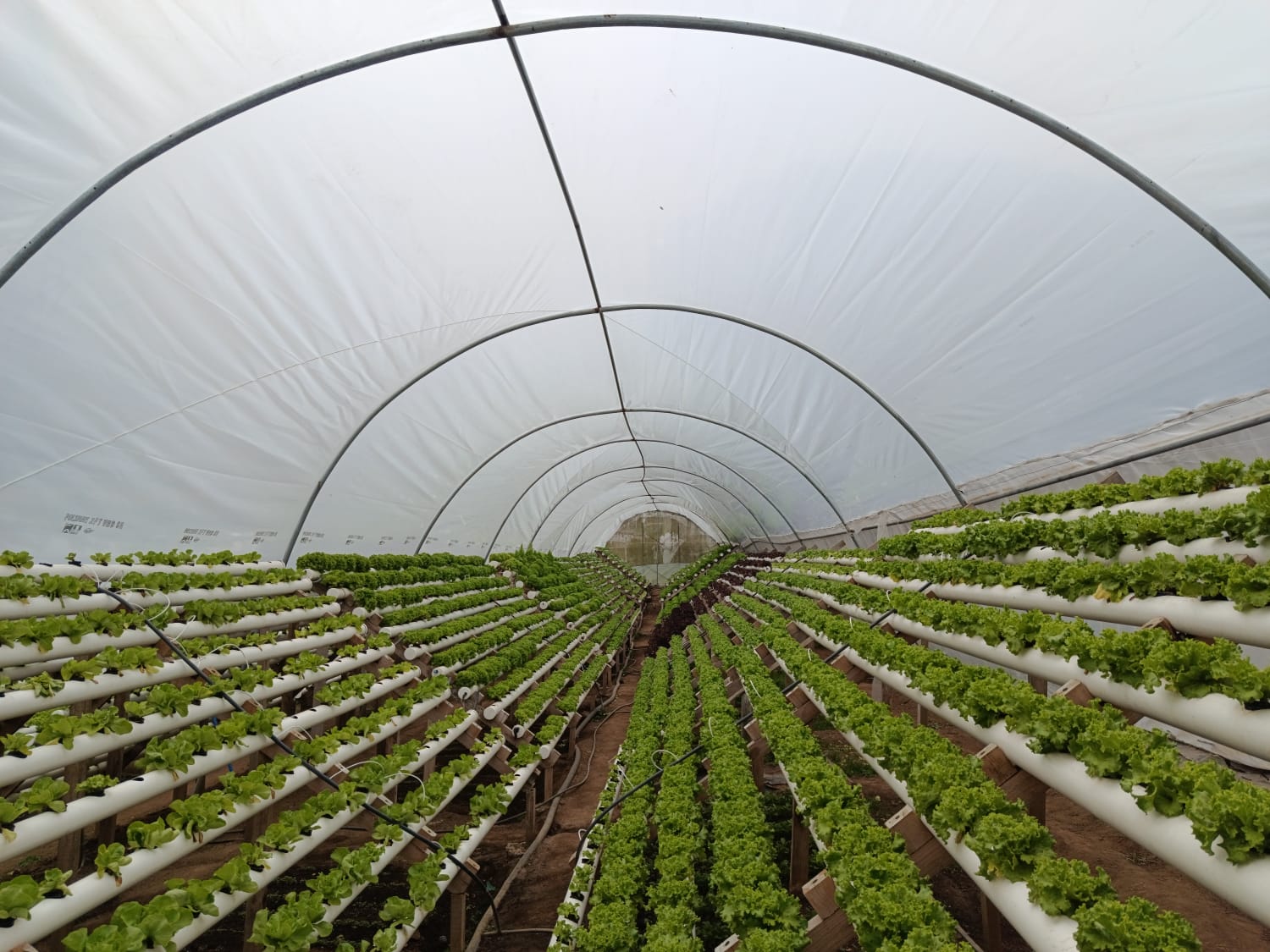 Vista de un sistema de cultivo hidropónico de interior, imagen de referencia