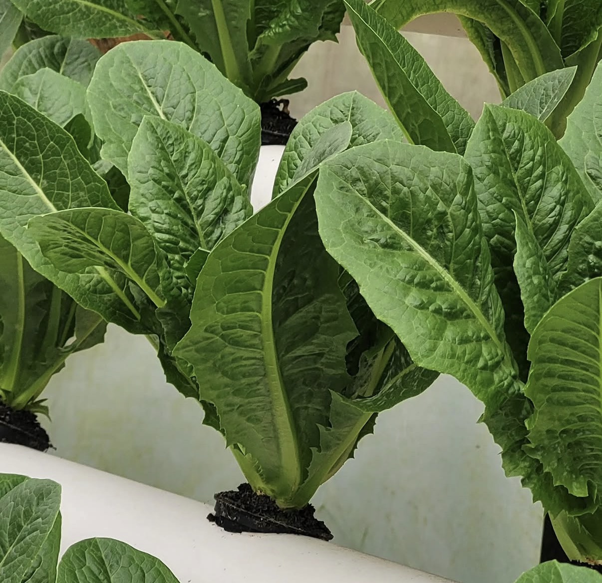 Hojas de lechuga verde fresca, fotografía de referencia